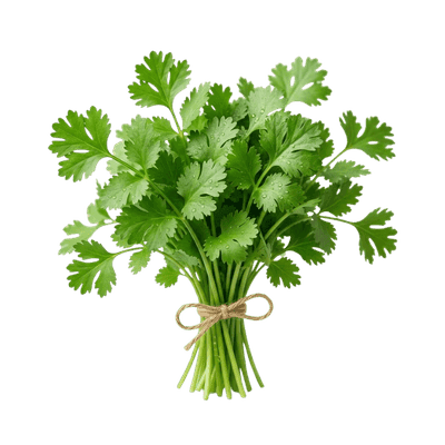 Coriander